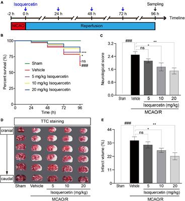 Isoquercetin Improves Inflammatory Response in Rats Following Ischemic Stroke